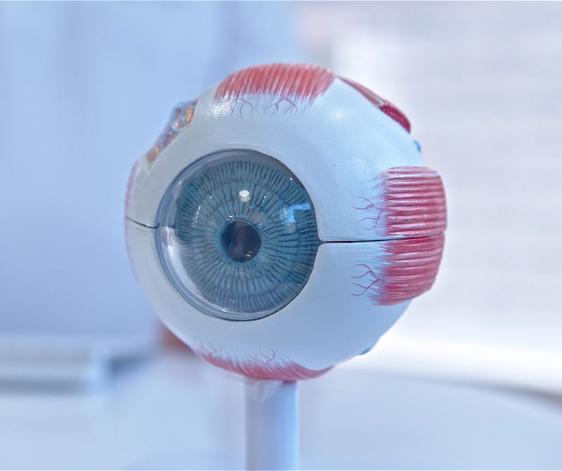 Anatomisches Auge aus Plastik